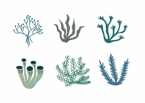 Vector hand drawn coral pack. Underwater seaweeds. Collection. Isolated on white background.