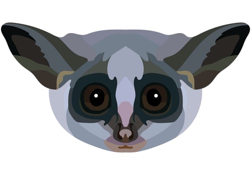 Galago face. The muzzle of a cute small mammal is depicted. Bright portrait on a white background. predictive graphics. animal logo. vector