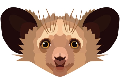 aye face. The muzzle of a cute aye-aye mammal is depicted. Bright portrait on a white background. predictive graphics. animal logo. vector