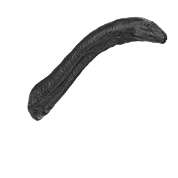 Apatosaurus animal isolated on transparent background png