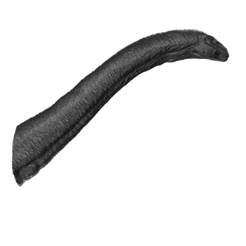 Apatosaurus animal isolated on transparent background png