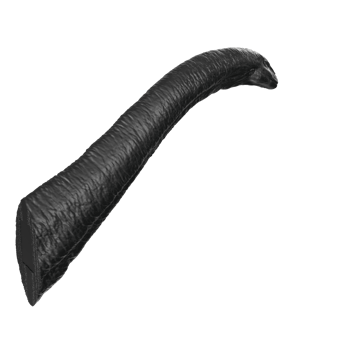 Apatosaurus animal isolated on transparent background png
