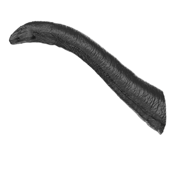 Apatosaurus animal isolated on transparent background png