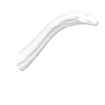 Apatosaurus animal isolated on transparent background png