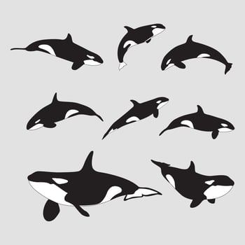 killer whale hand drawn collection vector