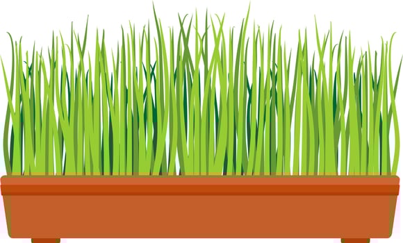 Fresh green grass in a rectangular pot. Young green grass in pot. Indoor, houseplant for interior decoration. Home decor element. Symbol of growth and ecology vector