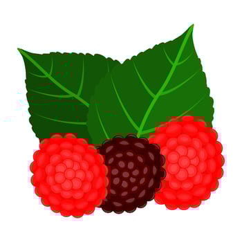 Wild Strawberry Is A Strawberry Variety That Has A Sweet Taste And The Color Of This Fruit Is Red And Black vector