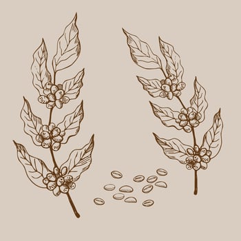 Coffee-coloured. Illustration of coffee tree and coffee beans. Plant illustration hand drawn. Design element.Vector vector