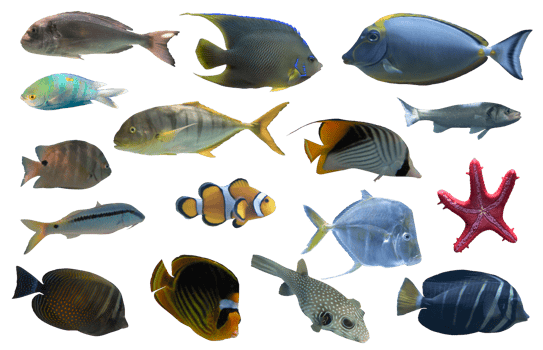 Image of aquarium tropical fish they swim together png