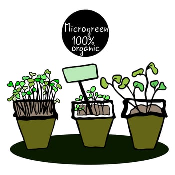 Biodegradable, ecological pots with seedlings, micro-greenery of three types. organically pure products. Germinating plant seeds. Agricultural work. Young seedlings vector