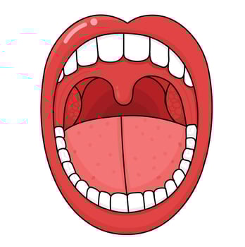 Anatomy of the Tonsils in body human. vector