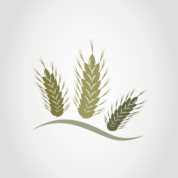 Three ears of wheat. A vector illustration