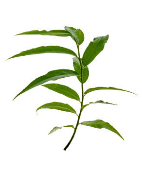 leaf vine Isolate on transparent background PNG file