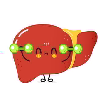Cute funny liver character with dumbbells. Vector hand drawn cartoon kawaii character illustration icon. Isolated on white background. Liver character gym concept