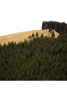 High yellow hill overgrown with pine trees isolated PNG photo with transparent background. High quality cut out scene element. Realistic image overlay for website design, layout, social media