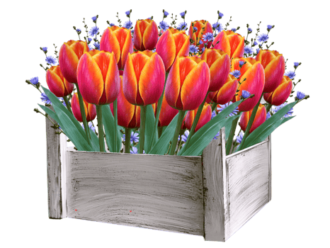 tulips, spring flowers illustration png