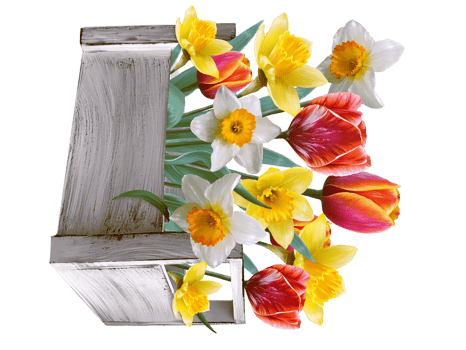 daffodils and tulips in a bouquet illustration png