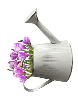 crocus flowers in a watering can illustration png
