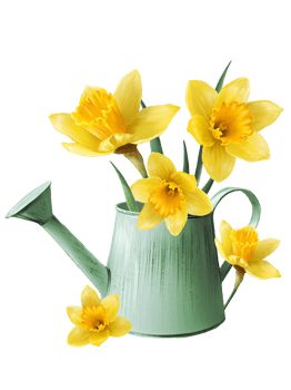 yellow daffodils in a watering can illustration png