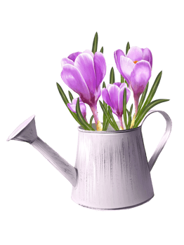 purple crocuses in a watering can illustration png