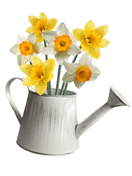 bouquet of daffodils in a watering can illustration png