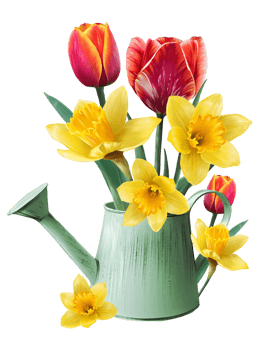 bouquet of tulips and daffodils in a garden watering can illustration png