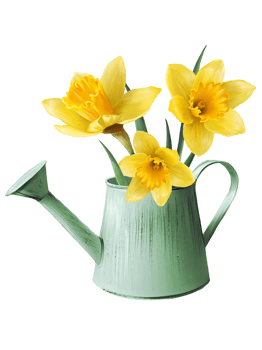 yellow daffodils illustration png