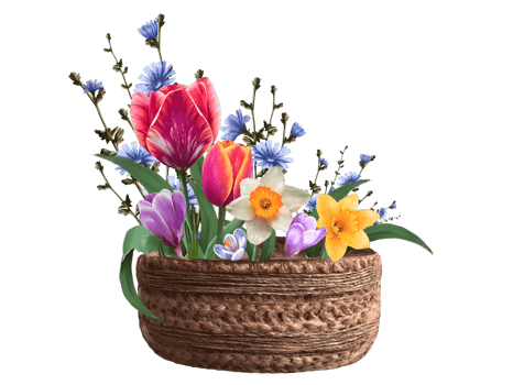 composition of tulip, narcissus, and crocus flowers illustration png