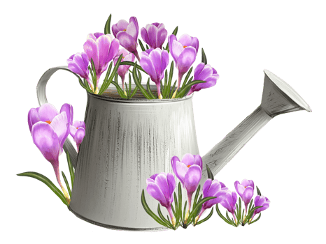 crocuses in a watering can illustration png