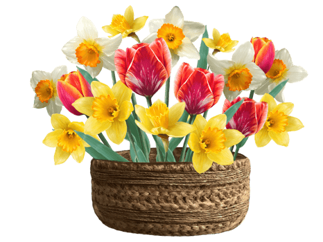 bouquet of tulips and daffodils in a flower pot illustration png