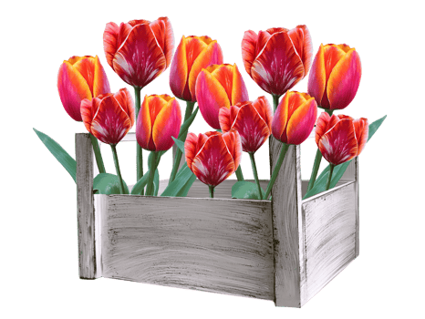 tulip flowers in a wooden box illustration png