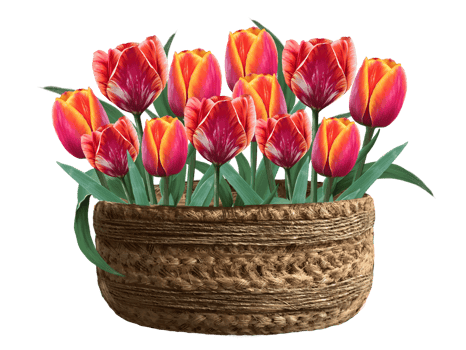 red tulips basket illustration png