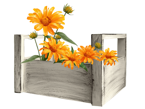 asters in a wooden basket illustration png