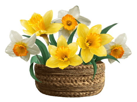 yellow daffodils in a basket illustration png