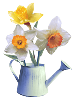 daffodils flowers in a flowerpot illustration png