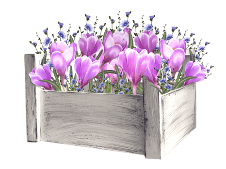 crocuses, spring flowers illustration png