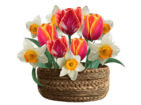 tulips and daffodils in a basket illustration png