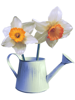 white daffodil flowers in a watering can illustration png