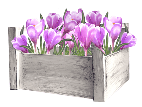 bouquet of crocuses in a basket illustration png