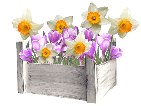 crocuses and daffodils in a basket illustration png