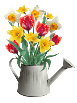 daffodils and tulips in a flowerpot illustration png