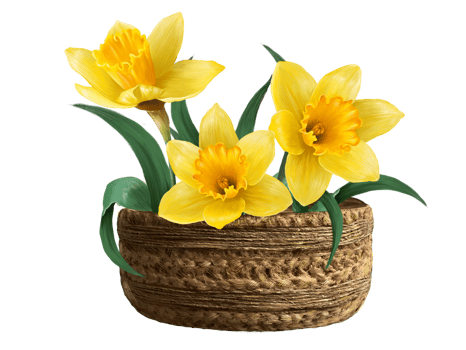 yellow daffodils rattan corziae illustration png