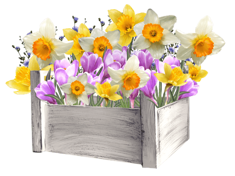 floral arrangement of daffodils and crocuses in a basket illustration png