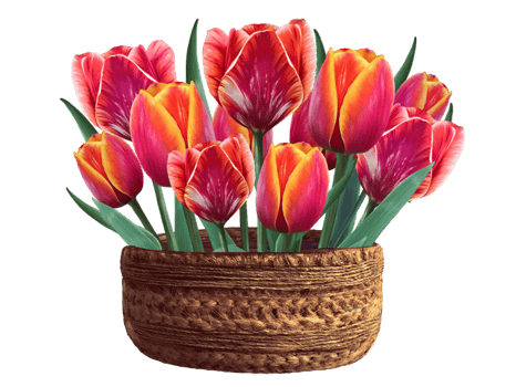 tulips, spring flowers illustration png