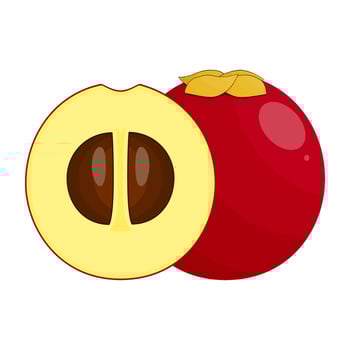 Bisbul Fruit Is A Fruit That Has A Sweet Taste. This Fruit Has Many Health Benefits vector