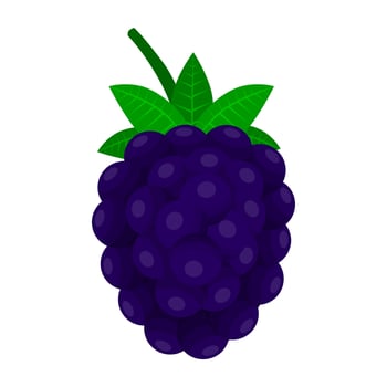 Blackberry Is A Fruit That Has A Fresh Sour And Sweet Taste. This Fruit Has Many Health Benefits vector