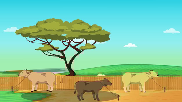 Some cows are standing in paddy field. vector