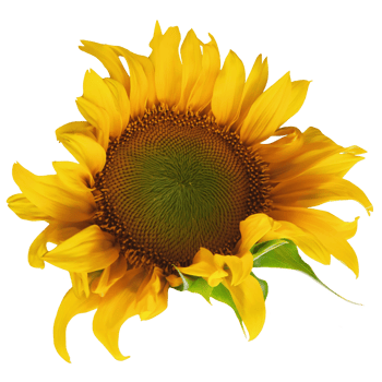 Sunflower flower transparent png