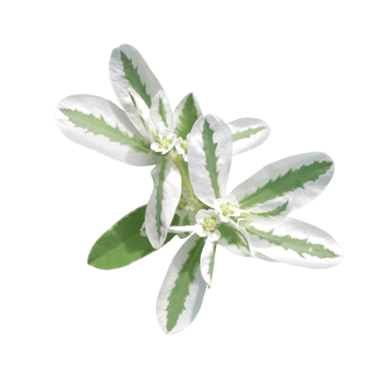 Green leaves png