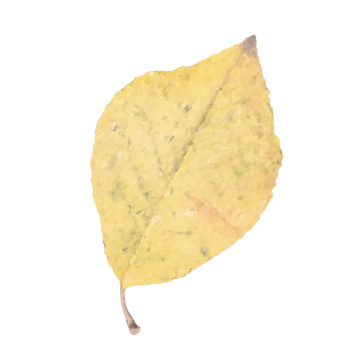 autunm leaf transparent png